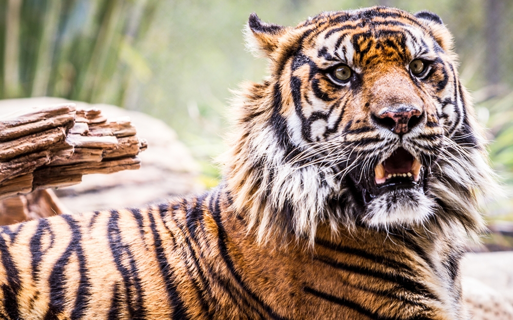 Какой из фактов о тиграх является верным?