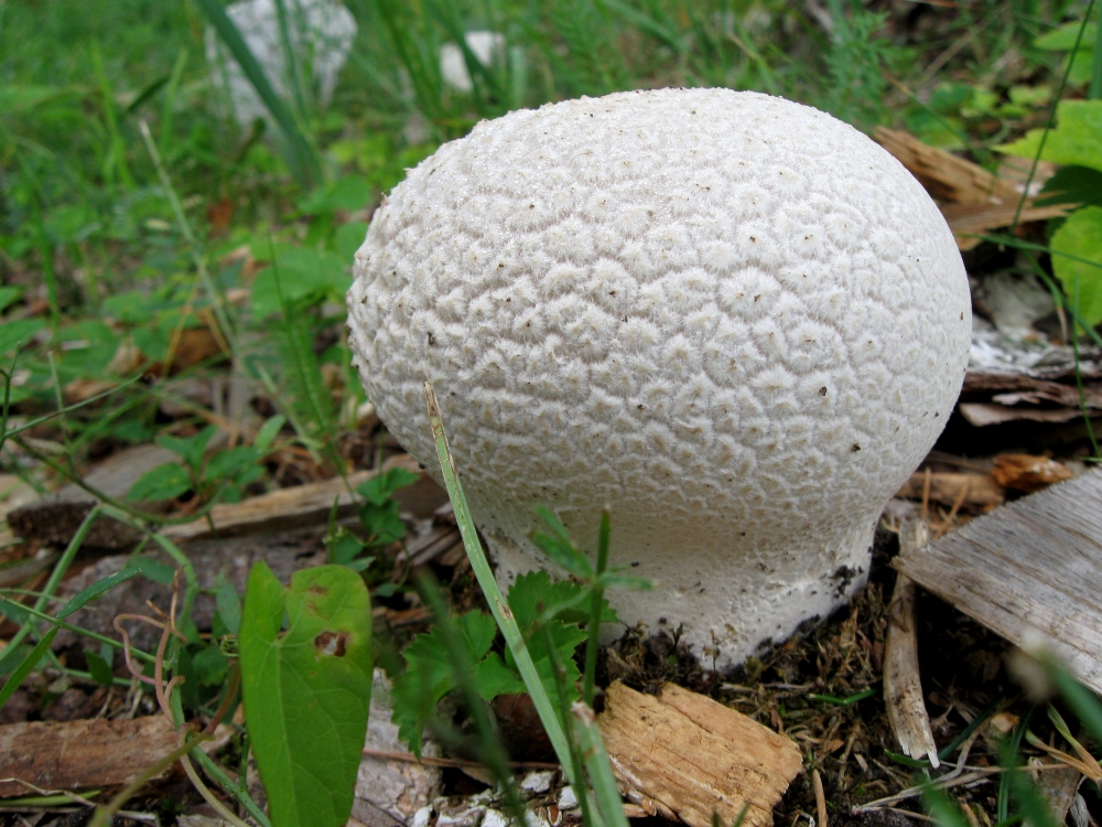 Да-да и этот гриб можно есть. Размер у него довольно приличный, отдельные экземпляры могут достигать 20-22 сантиметров.