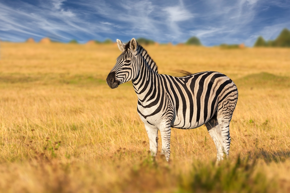 Кто относится к родственникам зебры?