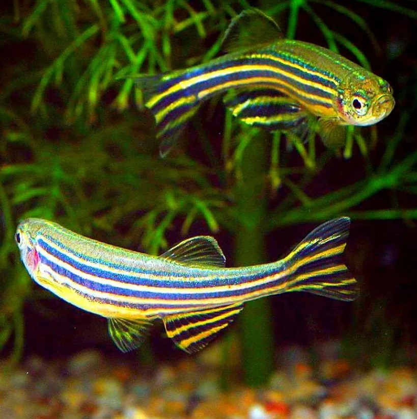 Эта забавная полосатая рыбка является модельным организмом в биологии развития, изучающий процессы индивидуального развития организма