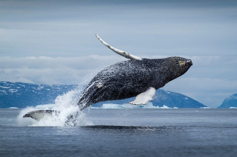 Чем питаются гренландские киты, живущие в полярных районах Северного полушария?
