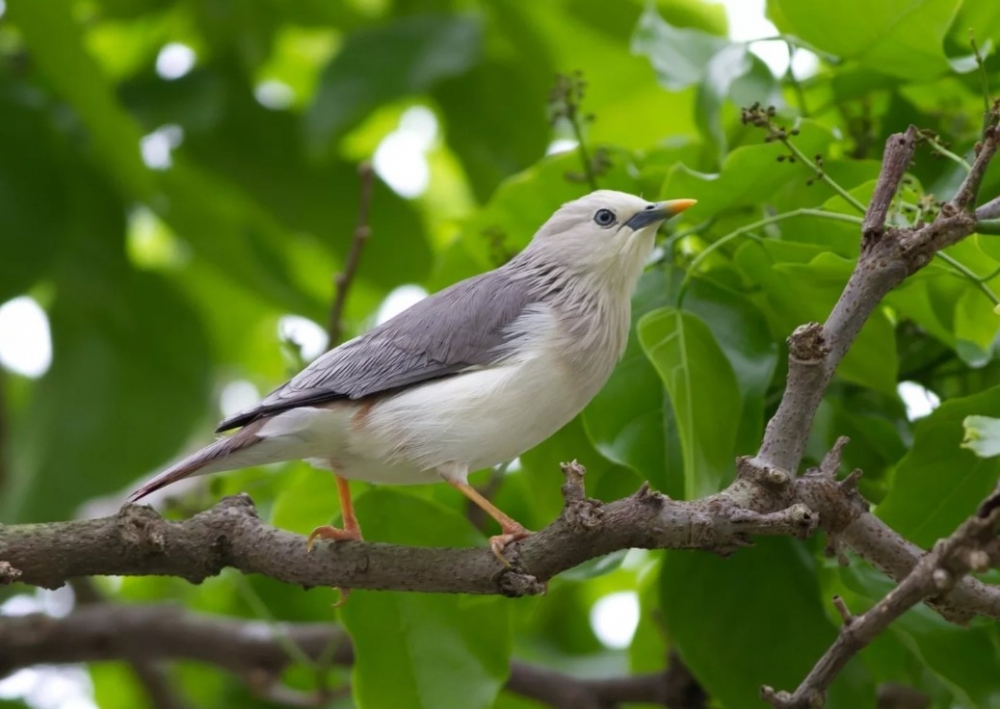 Чтобы сфотографировать во весь экран птицу, сидящую высоко на дереве, лучше использовать: