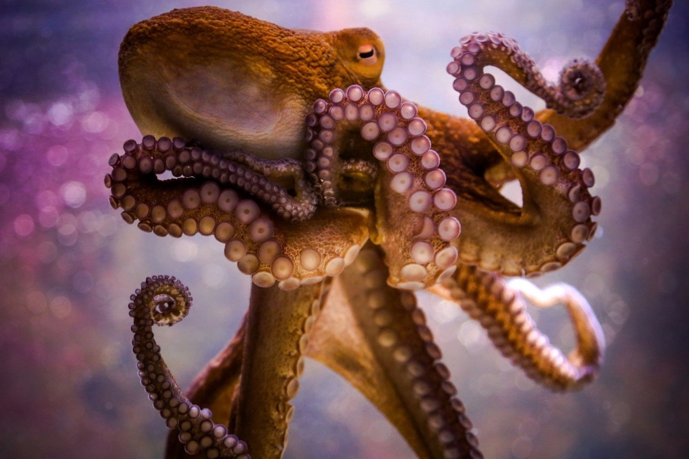 Численность осьминогов в Мировом океане стремительно увеличива﻿ется: головоногие мутировали в новый вид, способный захватить планету.