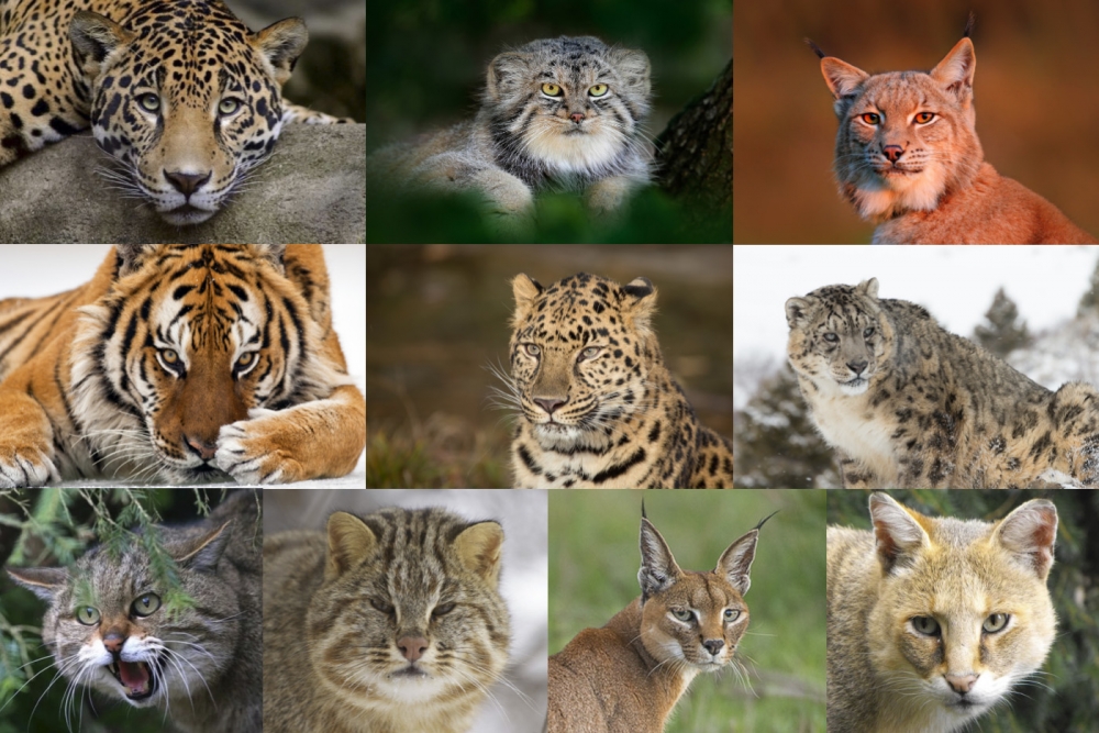 Самая большая дикая кошка