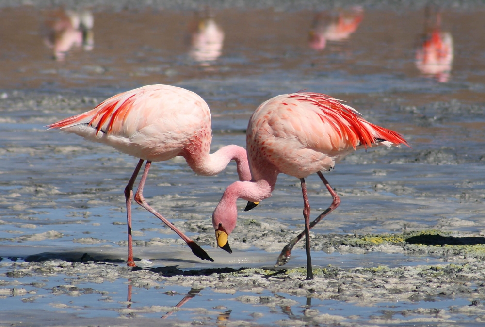 В озерах какой республики обитает фламинго?