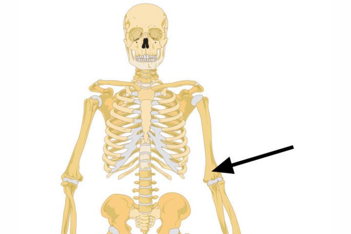 Поговорим о скелете. Что это за кость?