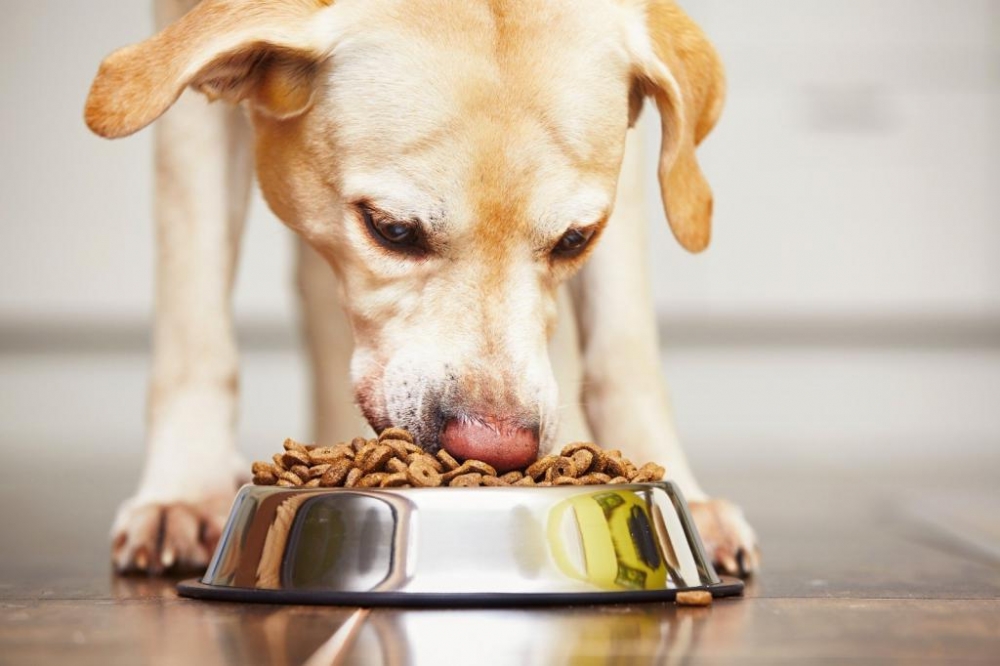 Сколько у собаки вкусовых рецепторов?