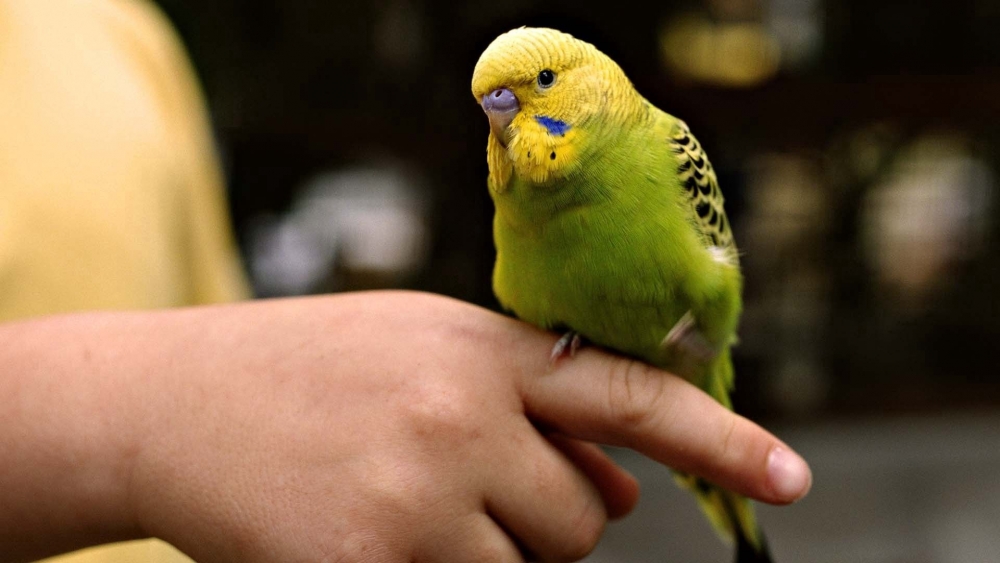 Как долго живут волнистые попугайчики в домашних условиях?