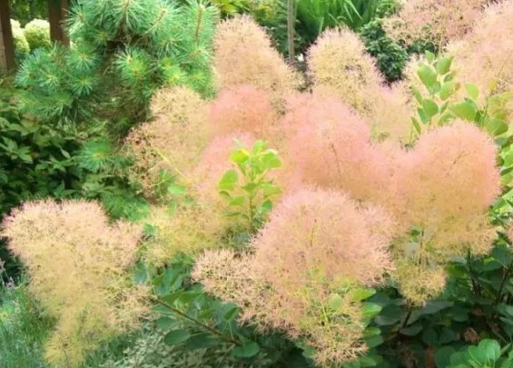 Как называется этот кустарник?