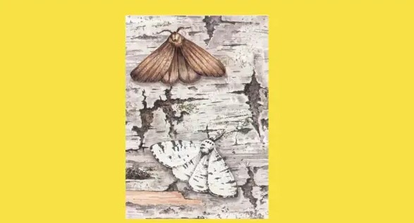 Рассмотрите рисунок с изображением бабочек берёзовой пяденицы и выберите тип приспособления, который привёл к появлению тёмной формы при изменении условий (гибели лишайников).