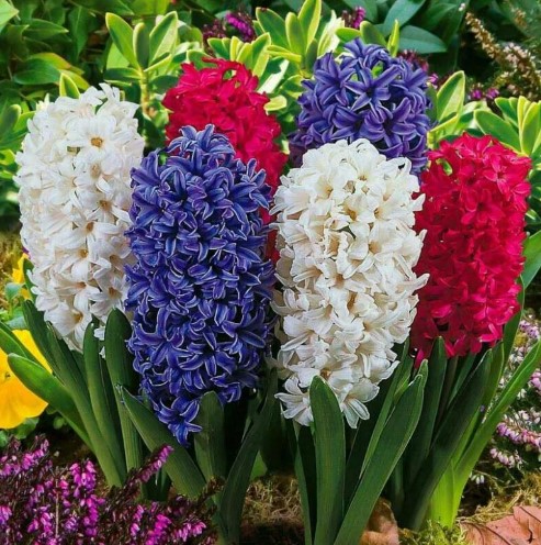 Корни какого цветущего растения используют, как заменитель кофе?