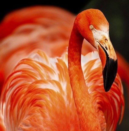  Яркая окраска этой птицы вызвана пигментом, получаемым ими из пищи. Если этого пигмента мало, то они сильно бледнеют. Как они называются?