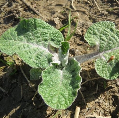 Это растение начинает цвести весной одним из первых. Называется оно ...