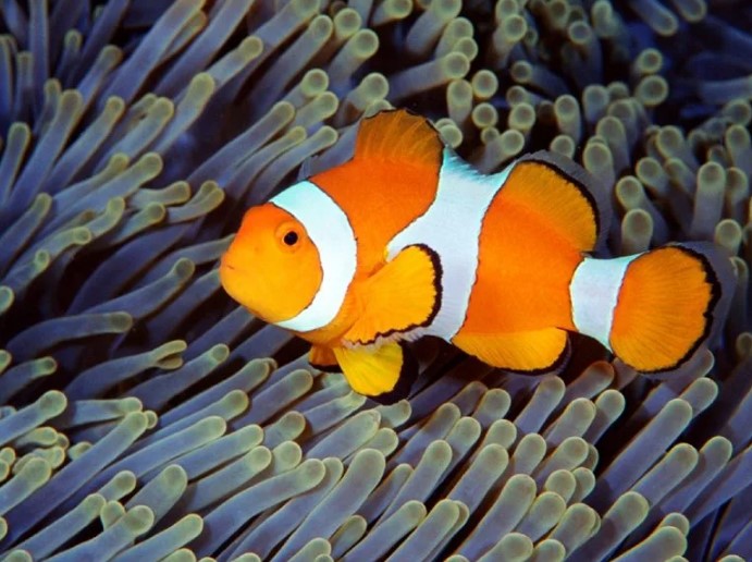 Для чего рыба покрыта слизью в первую очередь?