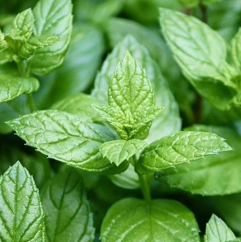 Это растение широко используется как пряность. А называется оно