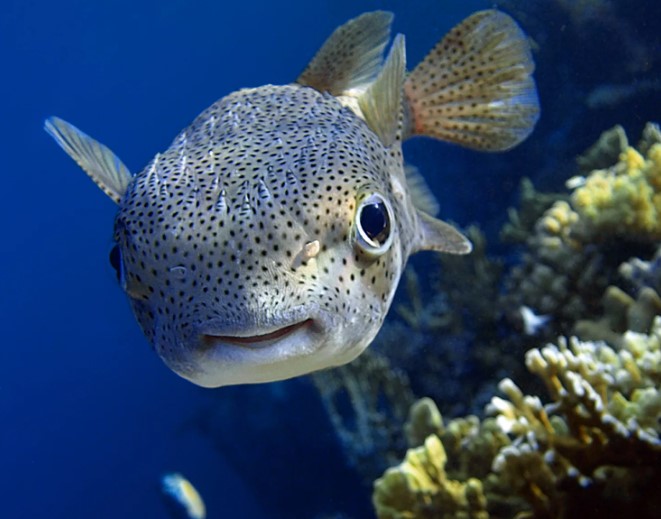 Какая рыба передвигается в основном за счёт других рыб?