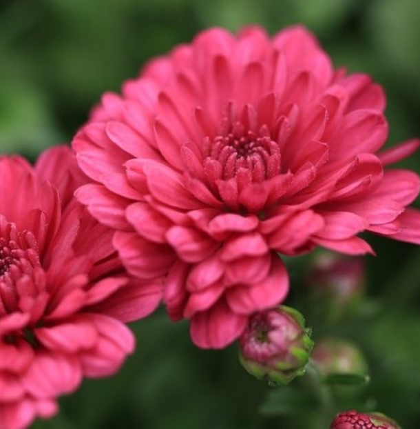 Эти садовые цветы в одном из очень известных романсов «отцвели уж давно». 