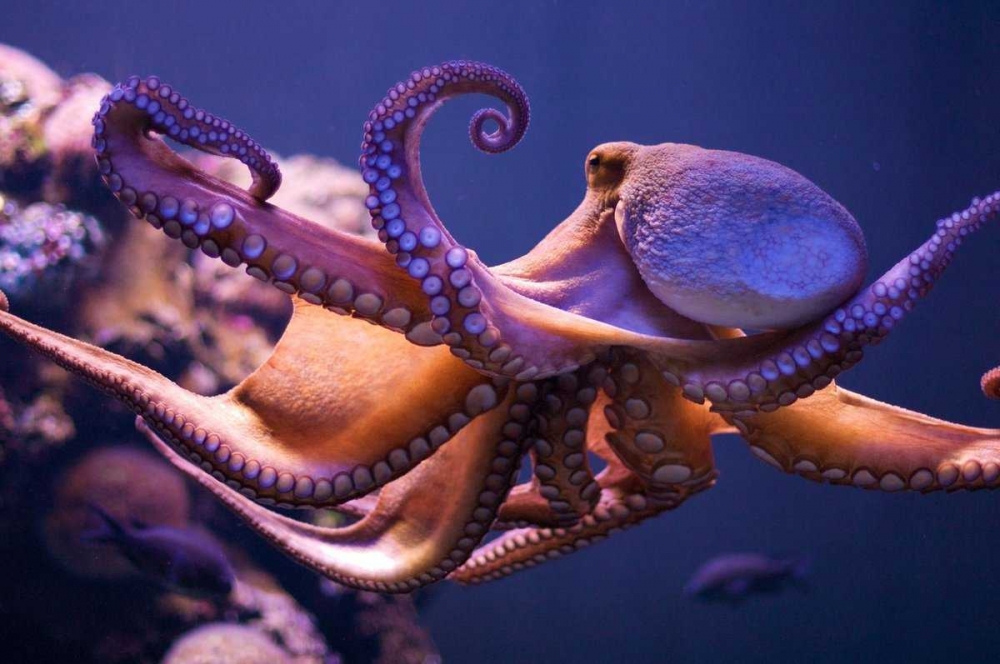  Как называется наука, изучающая осьминогов и других головоногих моллюсков?