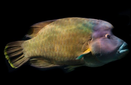  Латинское название этой рыбы Cheilinus undulatus, а в русскоязычной литературе она встречается под названием ...