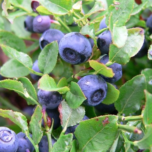  Сок ягод этого растения можно использовать как индикатор кислотности. При снижении кислотности сок меняет цвет с фиолетово-красного на синий.