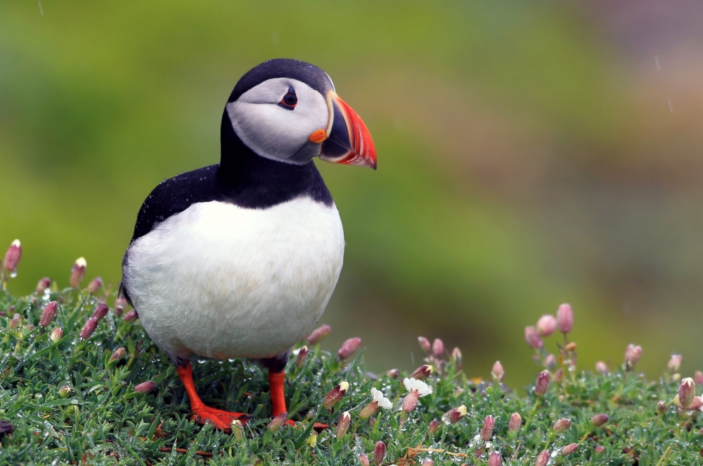 Стурнус униколёр (Sturnus unicolor)