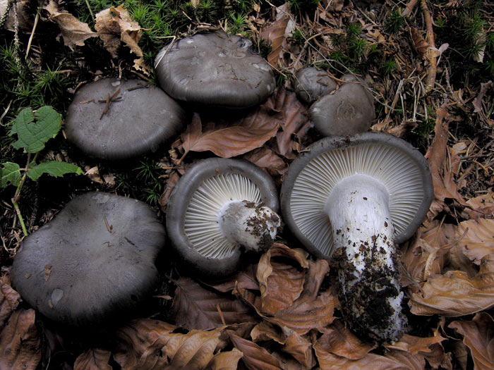 Это очень ранний вид съедобных грибов. Их можно встретить даже во время оттепелей среди снега.