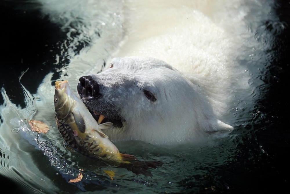 В водах какого океана охотится белый медведь: