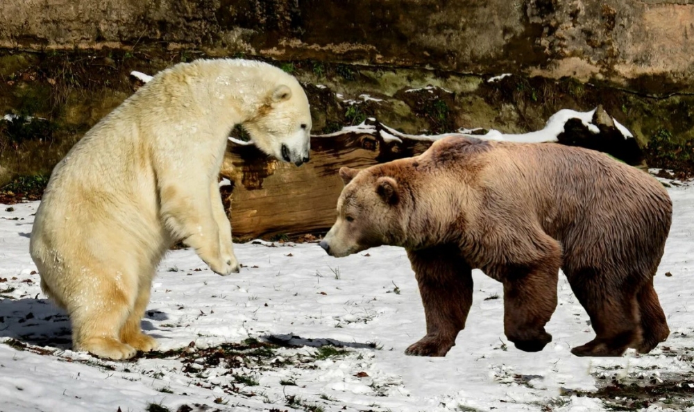 Сколько процентов генетического материала белых медведей обнаруживается в генетическом материале бурых?