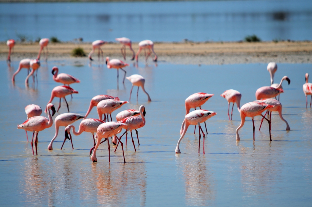 Фламинго чаще стоят на одной ноге в холодной воде — так они сохраняют тепло.