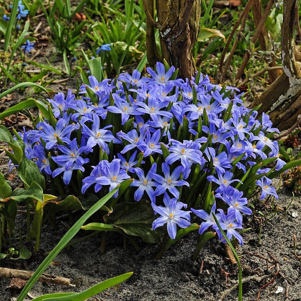 Этот милый цветок был назван швейцарским ботаником Пьером Эдмондом Буассье в честь своей жены.