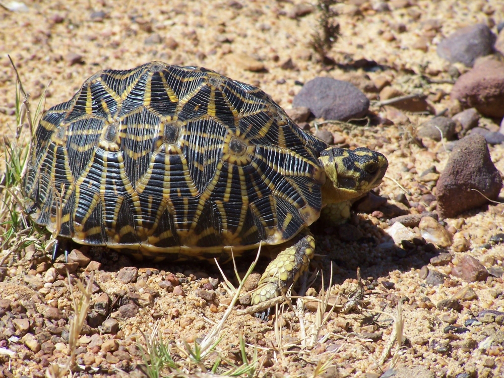 Эта черепаха, обитающая на юге Африки и находящаяся под угрозой исчезновения из-за плохой окружающей среды и хищников, называется: