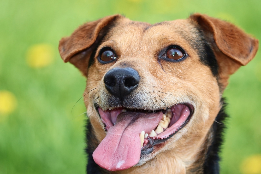 Почему собаки высовывают язык?