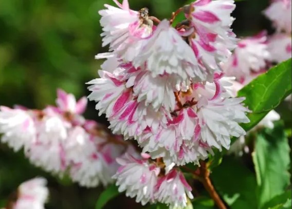 Как называется этот кустарник?