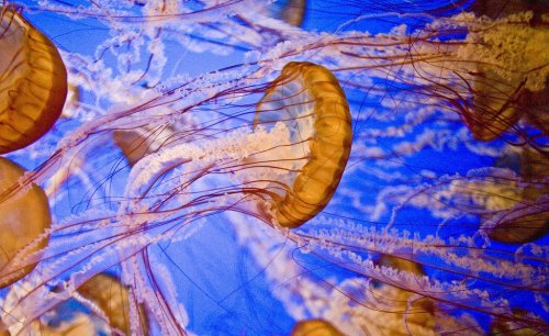 15.	Самая большая из всех медуз 