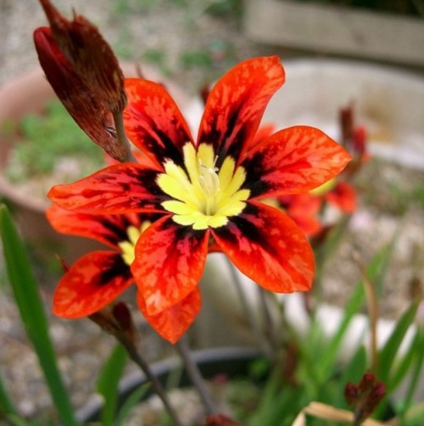 Название этого садового цветка имеет греческое происхождение и означает «расщепление концов прицветников».