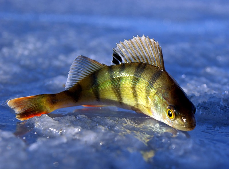 Эта пресноводная рыба широко распространена по всей Европе и Азии. Она охотится на мелкую рыбу только в светлое время суток.