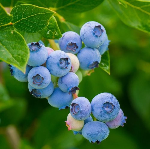 Эти ягоды очень похожи на чернику, но в отличие от неё у них бледный сок, не оставляющий при сборе темно-синих пятен на руках.