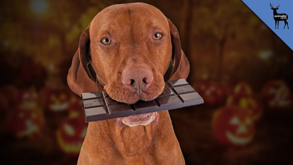 Шоколад действительно токсичен для собак?