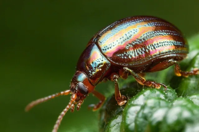 Какой отряд насекомых иначе называют жуками? Варианты ответов: