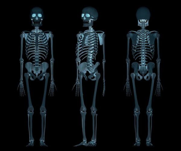 Сколько костей имеет в организме взрослого человека?