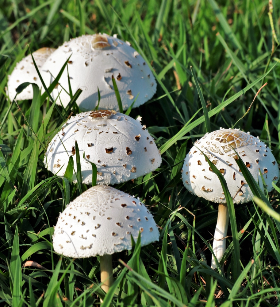  Этот гриб с латинским названием Amanita verna в некоторых источниках считают разновидностью бледной поганки. Он на неё очень похож и так же смертельно ядовит.