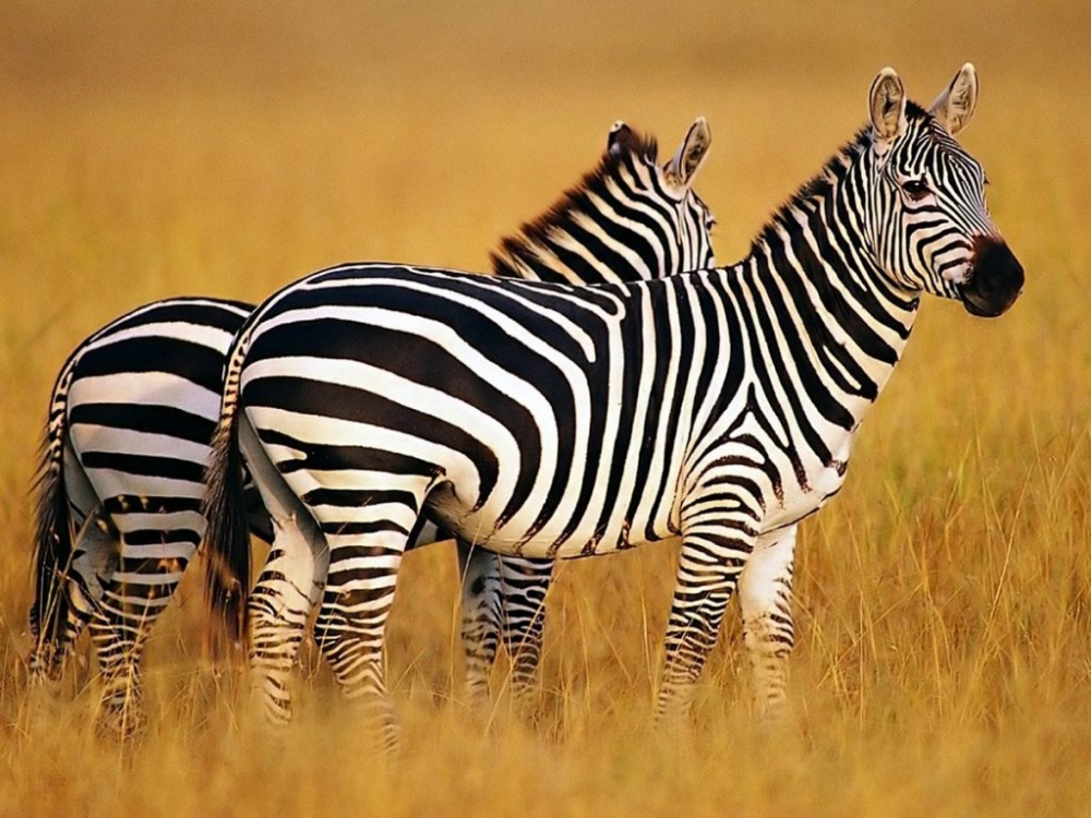 У всех зебр полоски одинаковые?