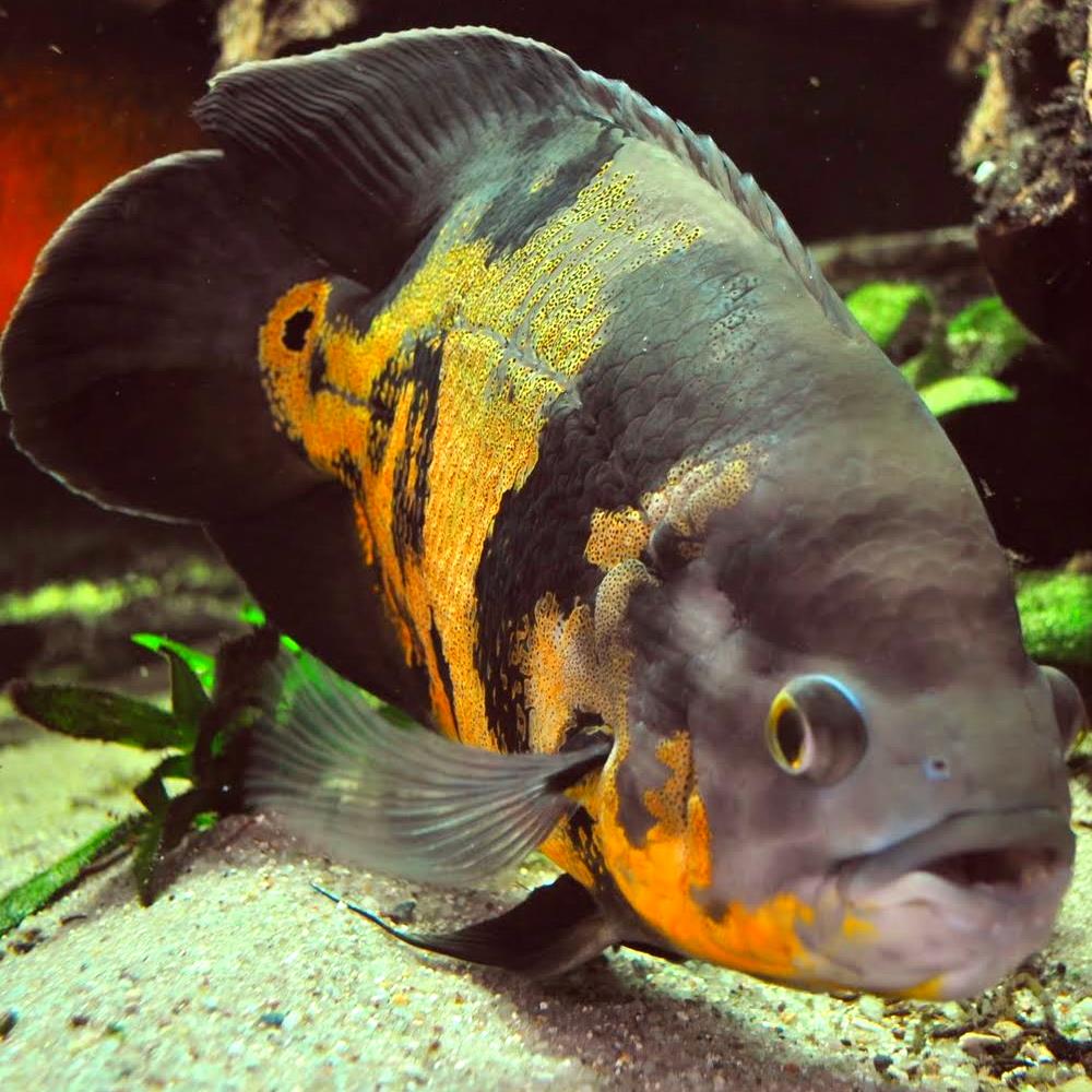  Эта рыба в природных условиях дорастает до 35 см, а в аквариумных только до 20—25 см.