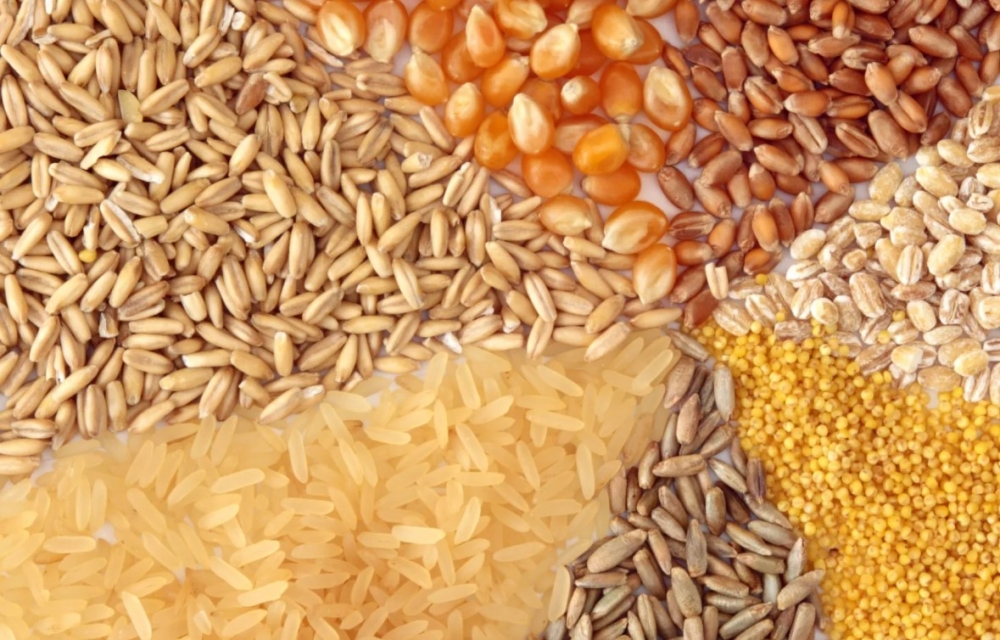 Как обобщённо называют пшеницу, рис и кукурузу?