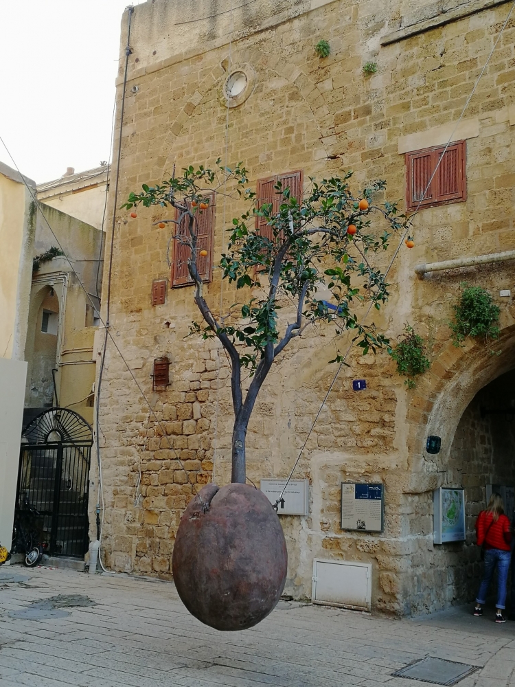 Висячее апельсиновое дерево - одна из достопримечательностей этого израильского города.