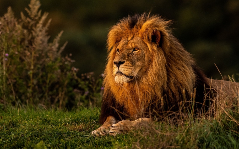 В каких странах кроме Африки можно встретить льва?