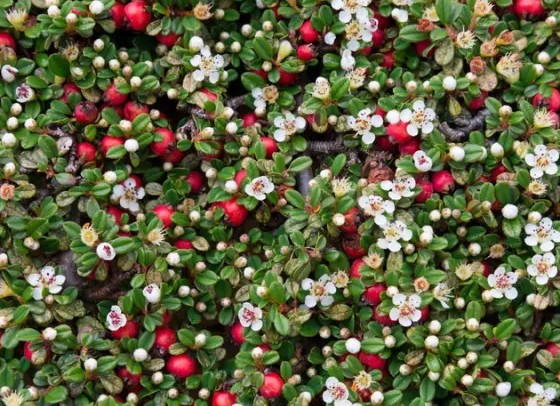 Как называется этот кустарник?