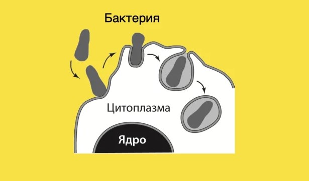 Какой процесс изображён на рисунке?