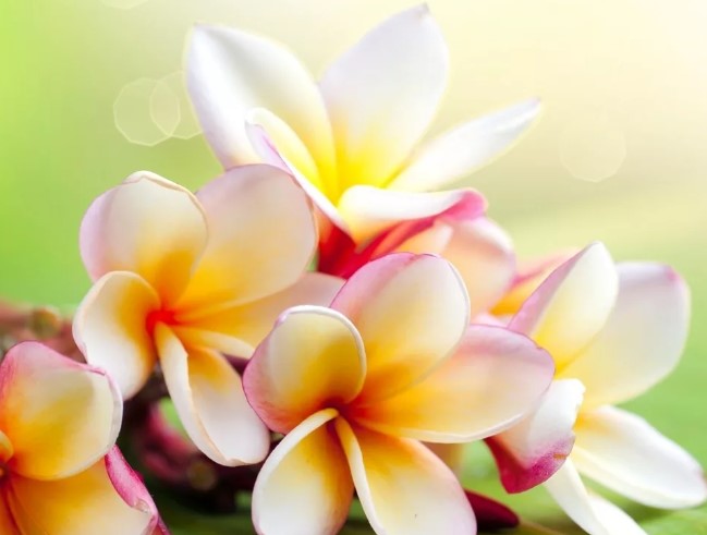 Латинское название какого цветка переводится, как «лилия долин, цветущая в мае»?