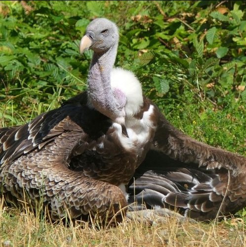 Знаете как называется эта длинношеяя птица?